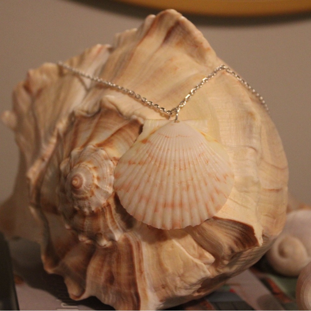 Elegant calico scallop Shell Pendant Necklace